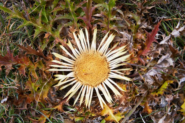 Carlina acanthifolia