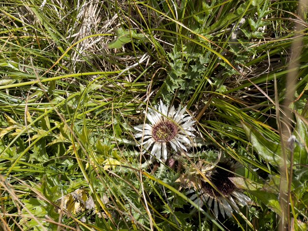 Carlina acaulis é uma planta dicotiledônea perene