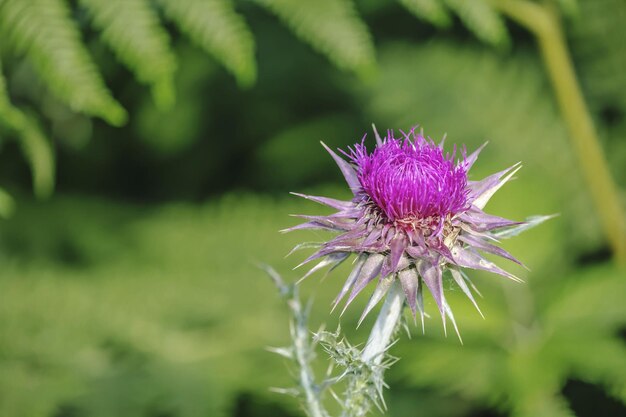 Foto carlina acaulis en flor al aire libre