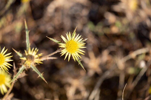 Carlina corymbosa cardo cardo agrupado