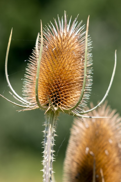 Carmesí (Dipsacus) floreciendo en la campiña de Surrey