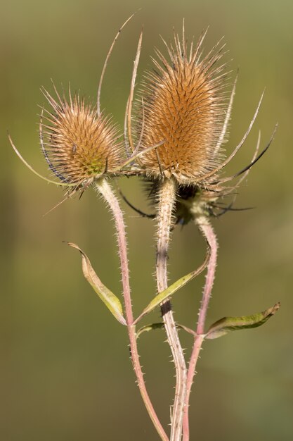 Carmesí (Dipsacus) floreciendo en la campiña de Sussex