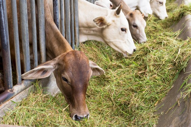 Carne de bovino Carne de vaca na fazenda