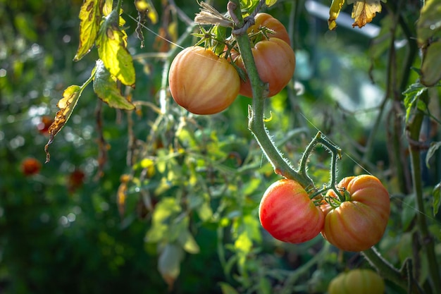 carne de tomate