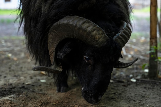 Carneiro preto. retrato de animais de perto