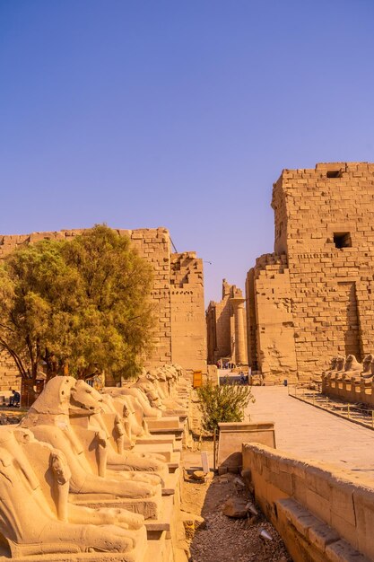 Carneiros na entrada do Templo de Karnak o grande santuário de Amon Egito