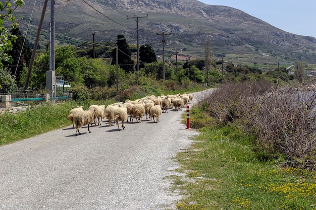 Carneiros na estrada grécia skyros ilha