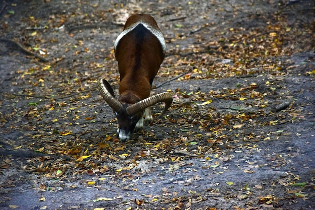 Un carnero con cuernos largos busca comida en las hojas.