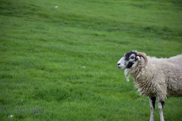 Foto carnero con cuernos de pie en un pasto de hierba