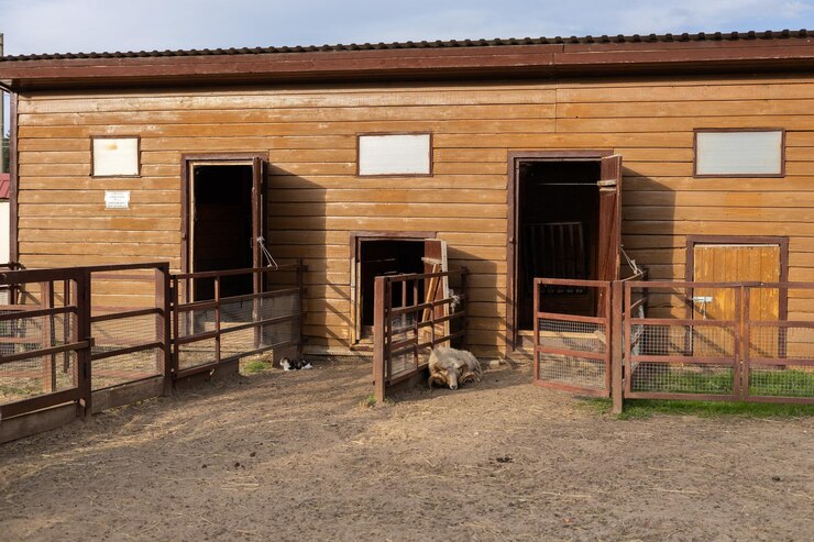 Foto un carnero con grandes cuernos rizados duerme en el suelo en un corral la oveja macho que ha comido atrapa a su