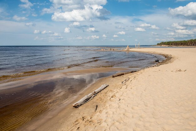 Carnikava lettland küstenszene an der ostsee mit umgestürzten bäumen an einem sonnigen tag