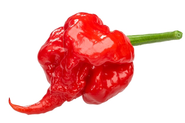 Carolina reaper pepper c chinense caminos