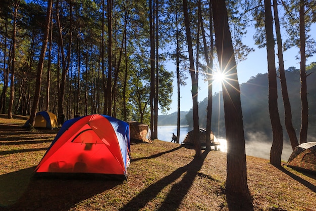 carpa bajo el árbol por la mañana