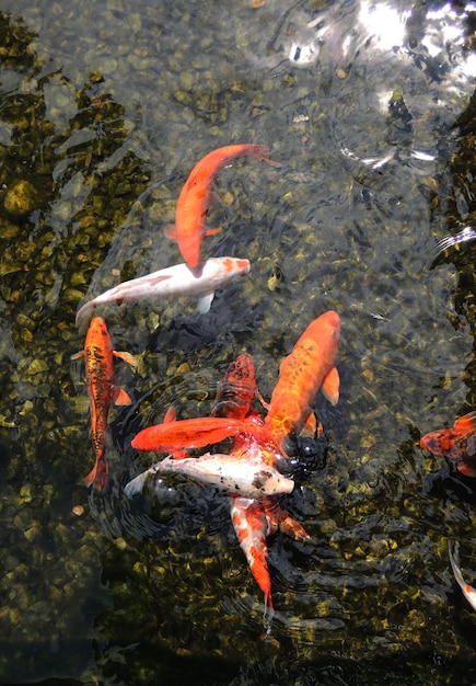 Carpa de brocado real en agua de estanque transparente con fondo de grava