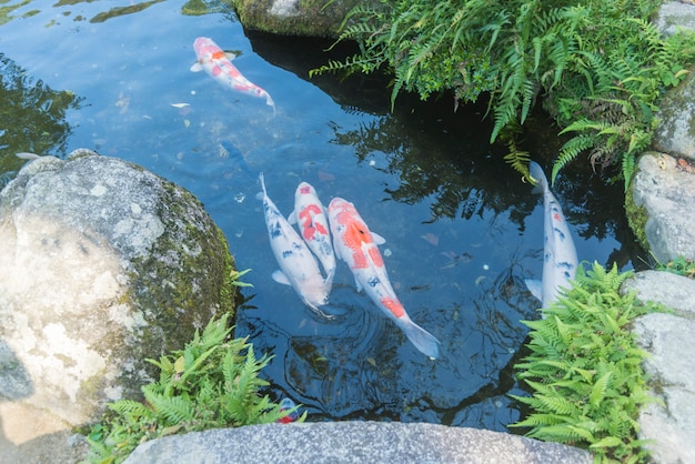 Carpa chique no japão