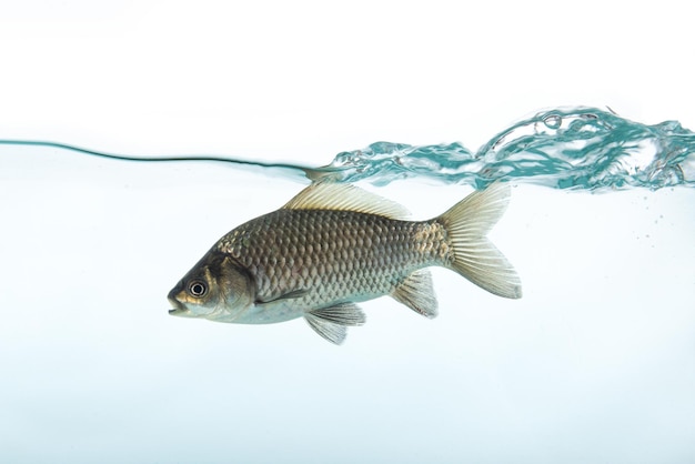 Carpa cruciana recém-nascida a nadar na água