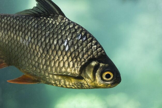 Foto carpa de alta qualidade e resolução conceito de foto bonita