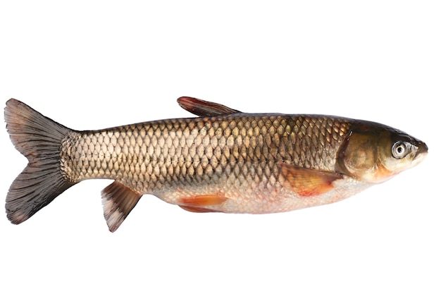 Carpa de capim peixe isolada no fundo branco.