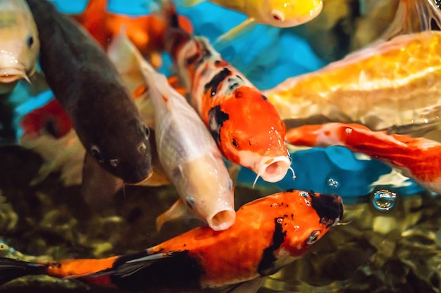 Carpa de peixe multicolorida na superfície da água