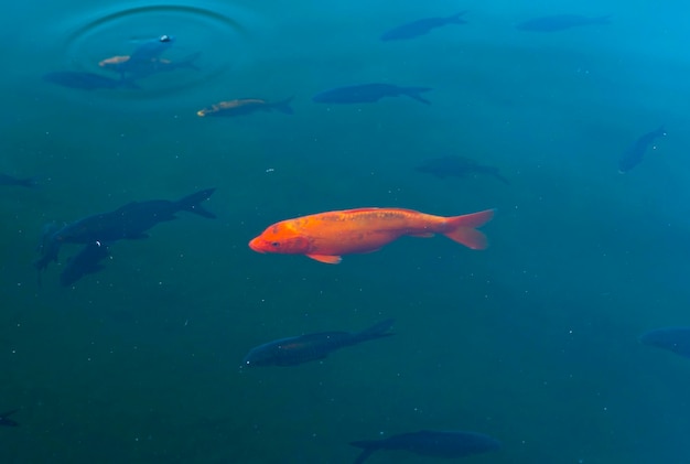 Carpa dorada entre peces negros en agua azul Especial solitario no como todos los demás