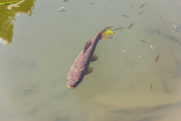 Carpa em uma lagoa brasileira