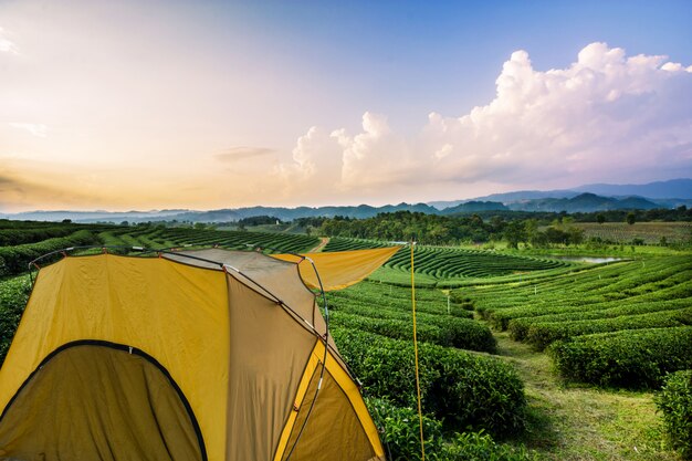 Carpa exterior con el fondo de paisaje de plantación de té.