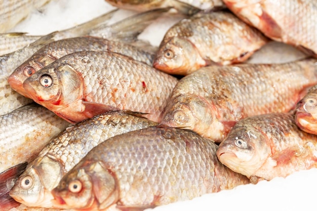 Carpa fresca refrigerada sobre hielo en la tienda Pescados y mariscos Primer plano