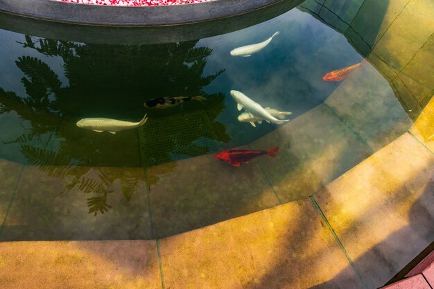 Carpa japonesa en el agua oscura