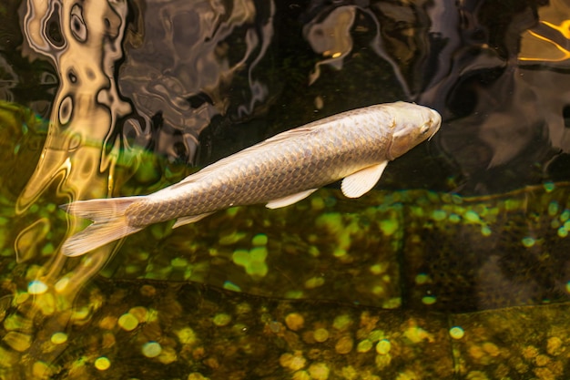 Carpa japonesa en el agua oscura