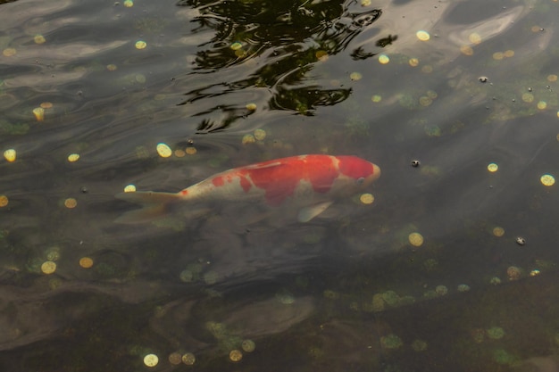 Carpa japonesa en el agua oscura