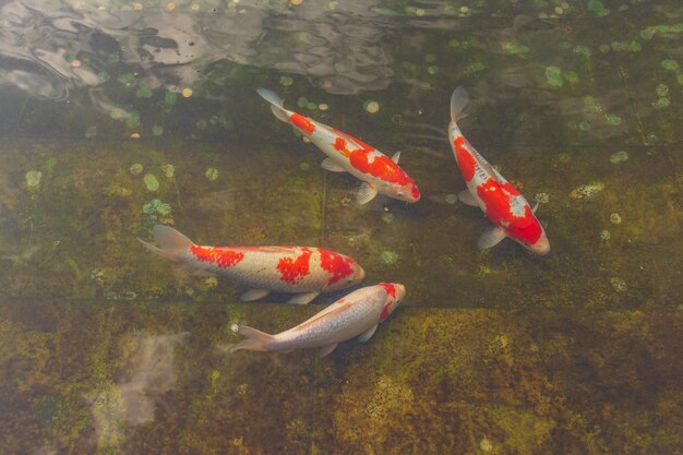 Carpa japonesa en el agua oscura