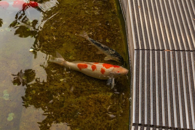 Carpa japonesa en el agua oscura