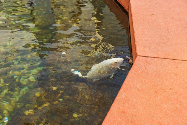 Carpa japonesa na água escura