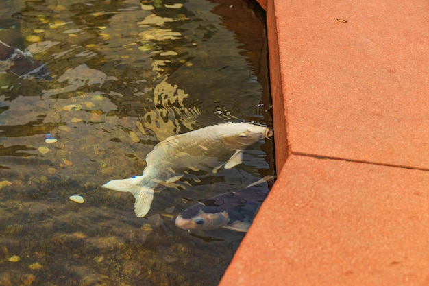 Carpa japonesa na água escura