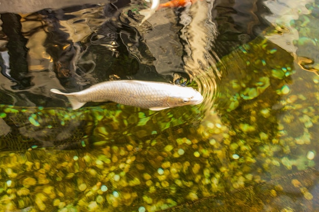 Carpa japonesa na água escura