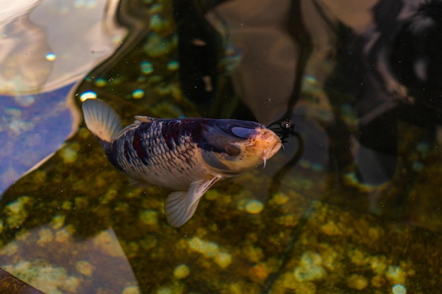 Carpa japonesa na água escura