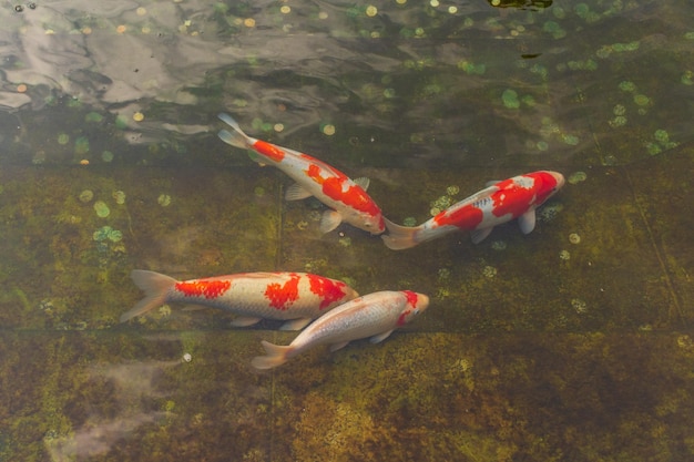 Foto carpa japonesa na água escura