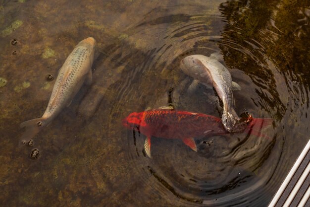 Carpa japonesa na água escura