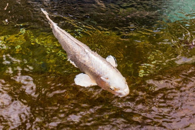 Carpa japonesa na água escura