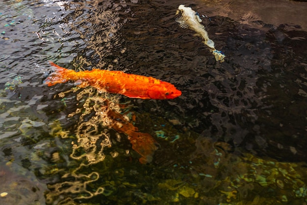 Carpa japonesa na água escura