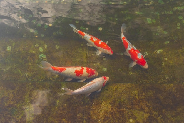 Carpa japonesa na água escura