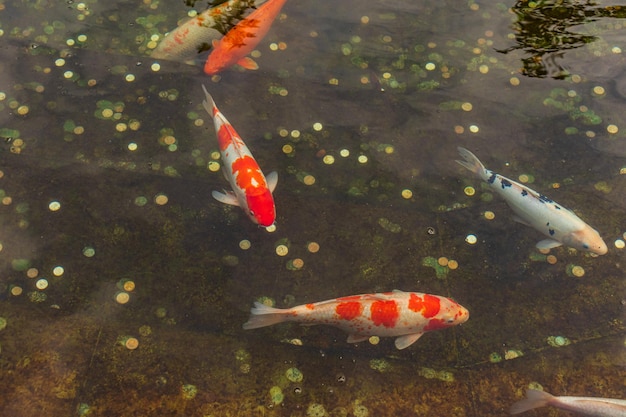 Carpa japonesa na água escura