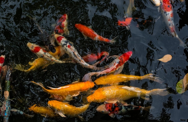 Carpa japonesa