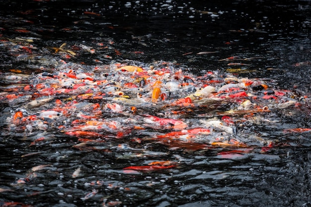 Carpa koi bonito nadando no lago no jardim