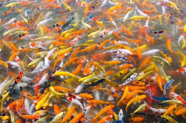 Carpa koi bonito nadando no lago no jardim