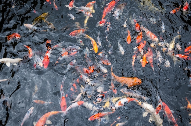 Carpa koi bonito nadando no lago no jardim