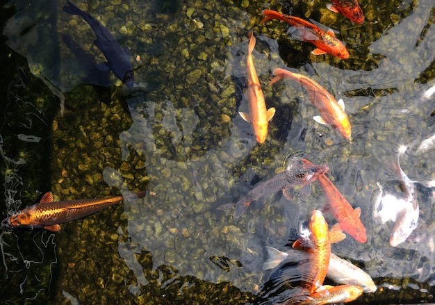 Carpa koi de color alimentándose en aguas poco profundas con fondo rocoso