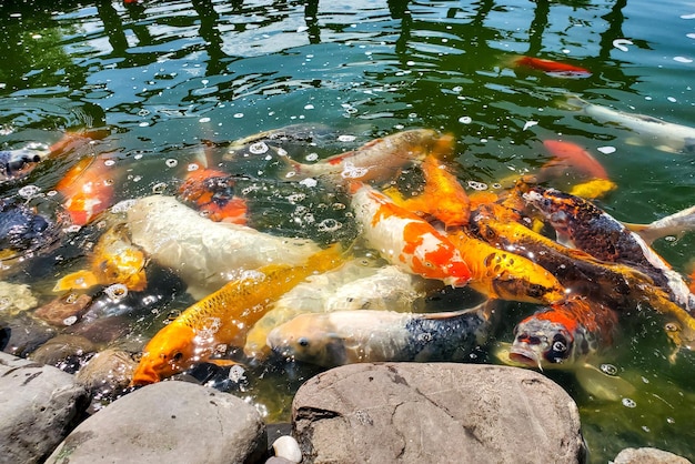 Carpa koi multicolorida na água do lago