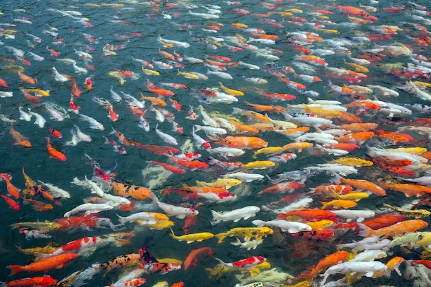 Carpa de lujo colorida en una charca del agua.