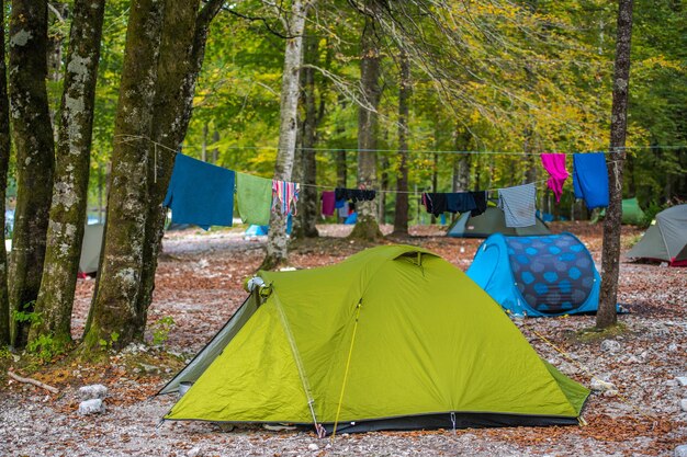 Foto carpa multicolor en el bosque